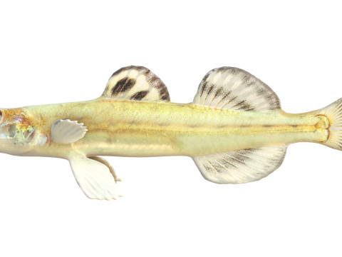 Флоридська піщана риба 3D Модель