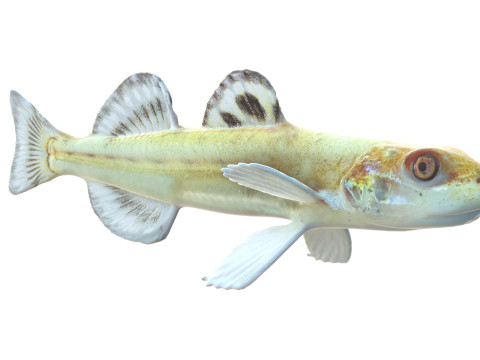 Флоридська піщана риба 3D Модель