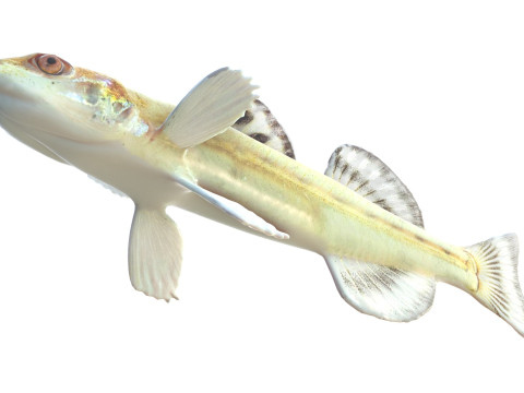 Флоридська піщана риба 3D Модель