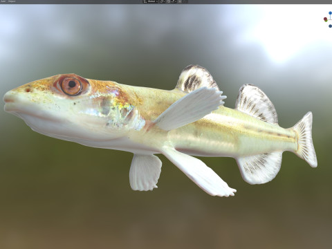 Флоридська піщана риба 3D Модель