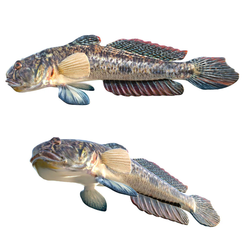 Freshwater Goby fish 3D Model .c4d .max .obj .3ds .fbx .stl .blend 