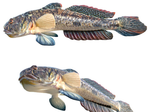 Ikan Goby air tawar Model 3D