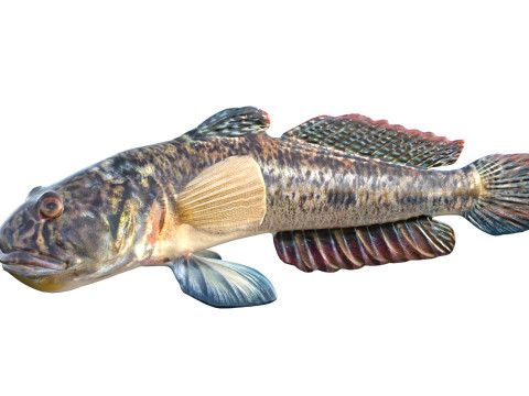 Freshwater Goby fish 3D Model