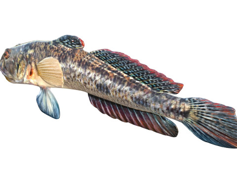 Freshwater Goby fish 3D Model