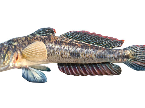 Freshwater Goby fish 3D Model