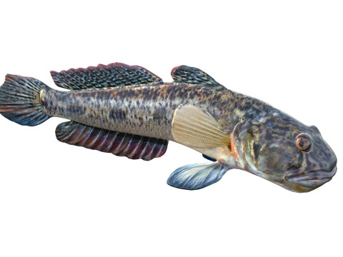 Freshwater Goby fish 3D Model