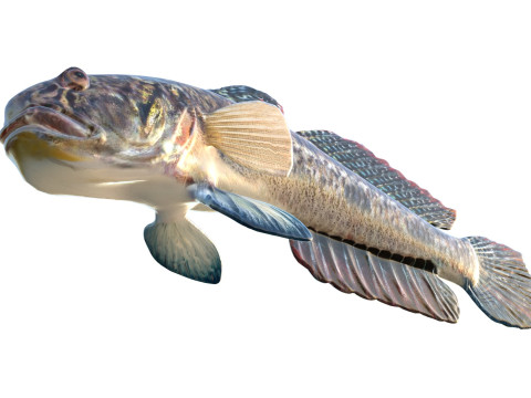 Freshwater Goby fish 3D Model