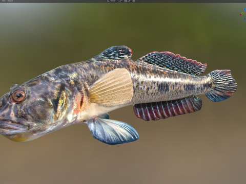 Freshwater Goby fish 3D Model