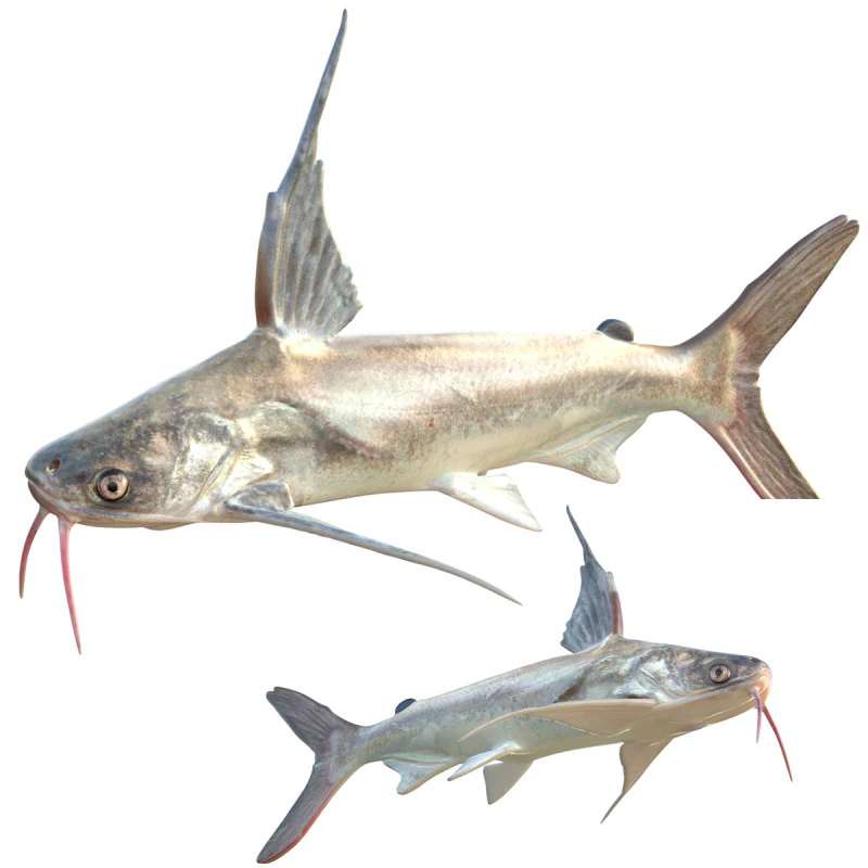 Gafftopsail Catfish 3D Model .c4d .max .obj .3ds .fbx .stl .blend 