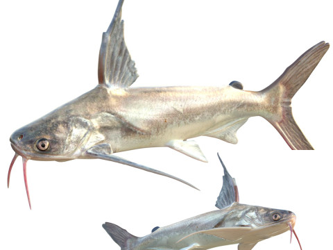 Ikan Lele Gafftopsail Model 3D