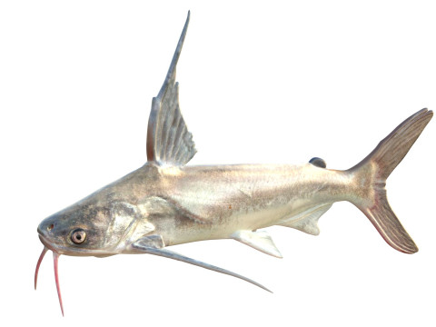 Pesce gatto Gafftopsail Modello 3D