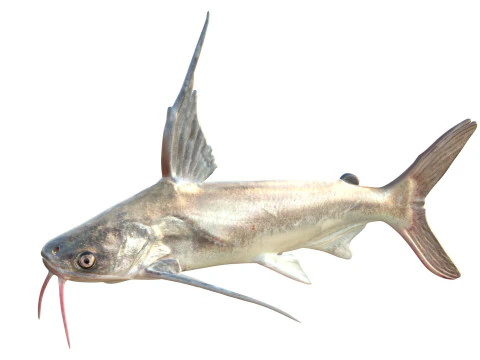 Gafftopsail Catfish 3D Model