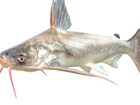 Pesce gatto Gafftopsail Modello 3D