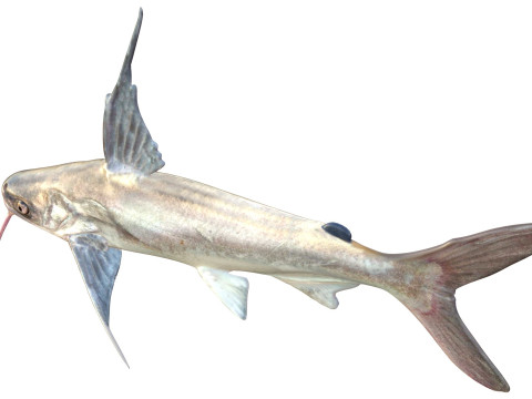 Pesce gatto Gafftopsail Modello 3D