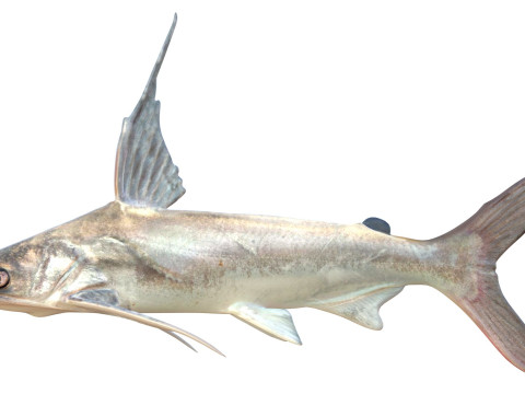 Pesce gatto Gafftopsail Modello 3D