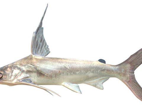 Gafftopsail Catfish 3D Model