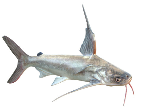 Pesce gatto Gafftopsail Modello 3D