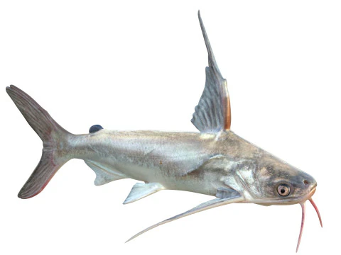Gafftopsail Catfish 3D Model