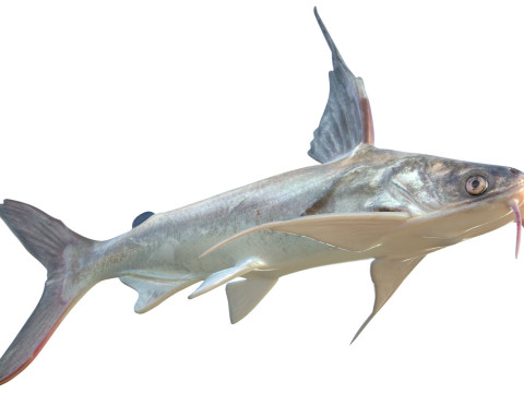 Pesce gatto Gafftopsail Modello 3D