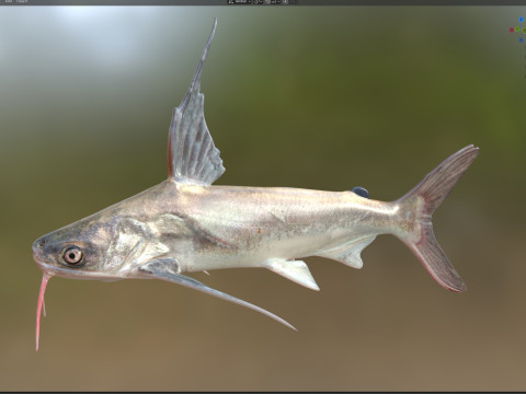 Pesce gatto Gafftopsail Modello 3D