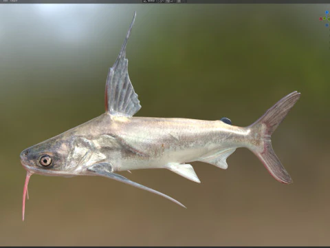 Gafftopsail Catfish 3D Model
