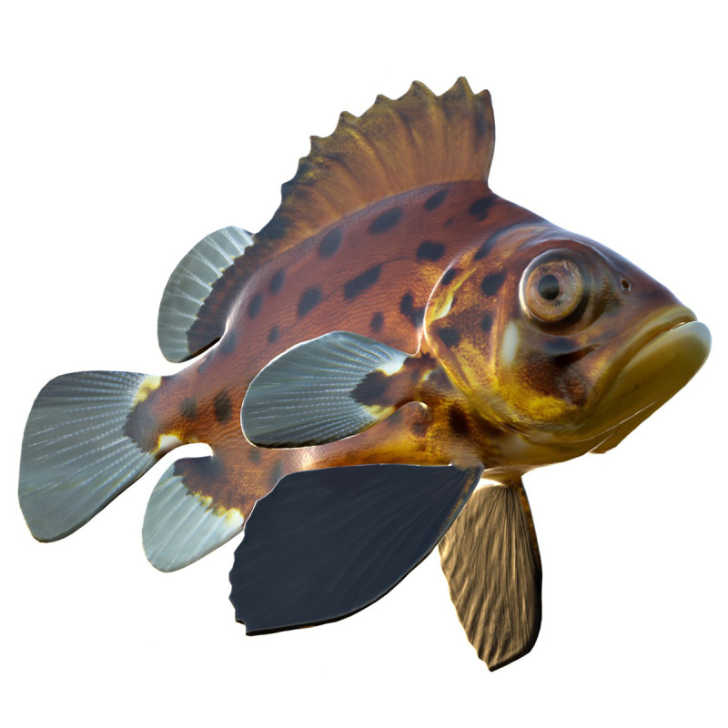 Pesce branzino gigante Modello 3D .c4d .max .obj .3ds .fbx .stl .blend