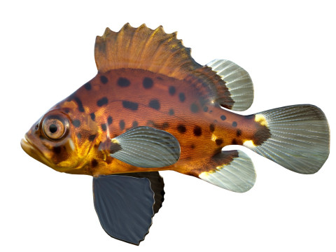 Pesce branzino gigante Modello 3D