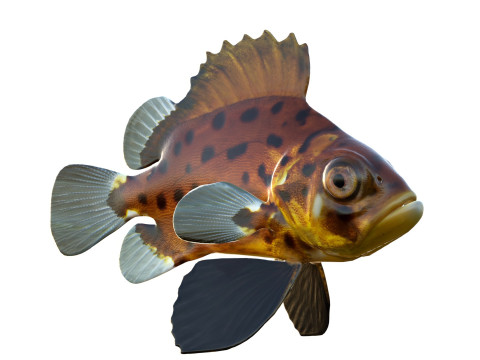 Pesce branzino gigante Modello 3D