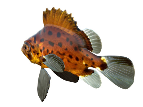 Pesce branzino gigante Modello 3D