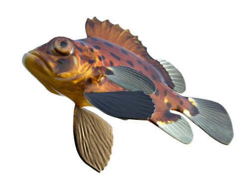 Pesce branzino gigante Modello 3D