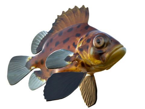 Pesce branzino gigante Modello 3D