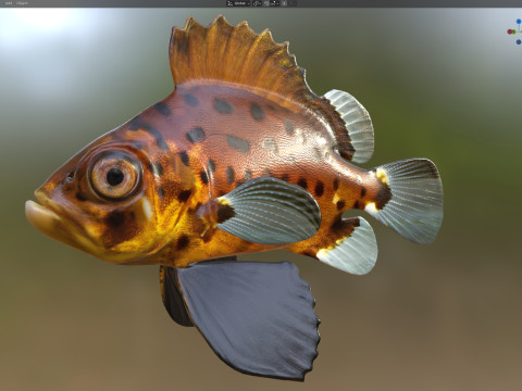 Pesce branzino gigante Modello 3D