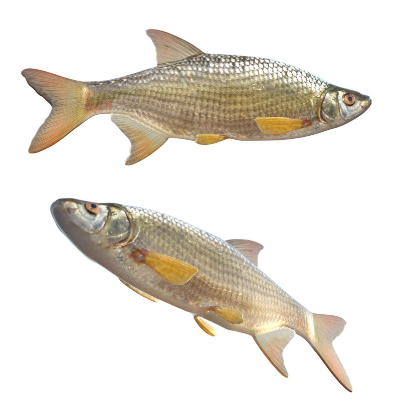 Pesce Shiner dorato Modello 3D .c4d .max .obj .3ds .fbx .stl .blend 