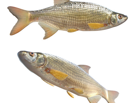 Ikan Golden Shiner Model 3D