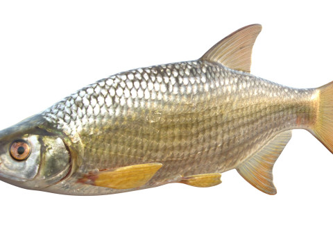 Pesce Shiner dorato Modello 3D