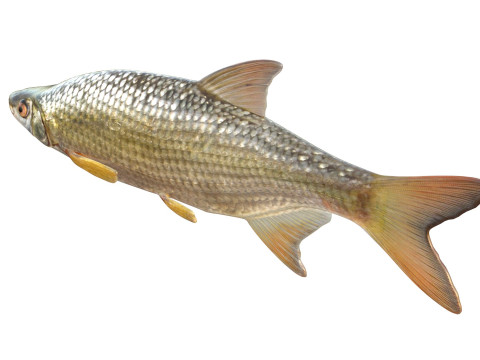 Pesce Shiner dorato Modello 3D