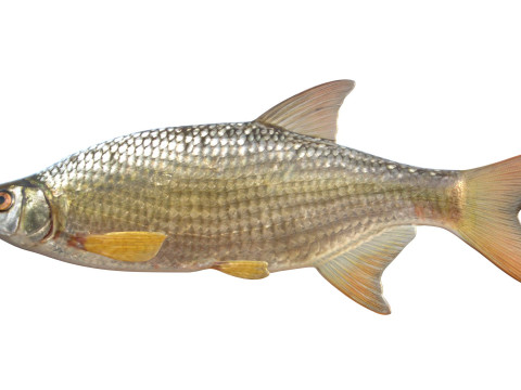 Pesce Shiner dorato Modello 3D