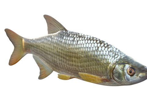 Pesce Shiner dorato Modello 3D