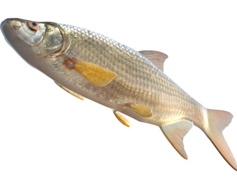 Pesce Shiner dorato Modello 3D