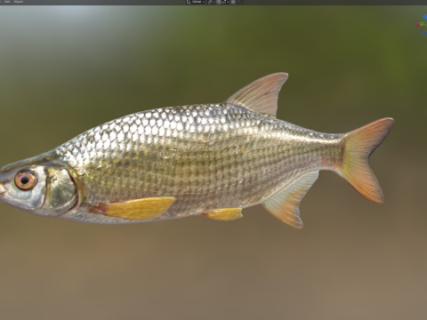 Pesce Shiner dorato Modello 3D