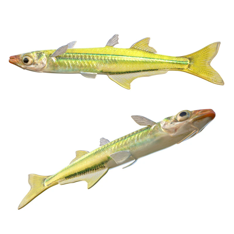 Golden Silverside fish 3D Model .c4d .max .obj .3ds .fbx .stl .blend 