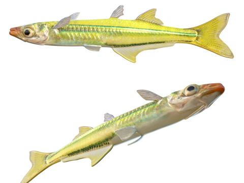 Ikan Sisi Perak Emas Model 3D