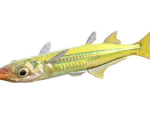 Pesce Silverside dorato Modello 3D