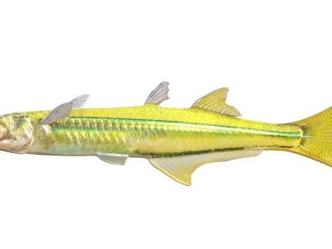 Golden Silverside fish 3D Model