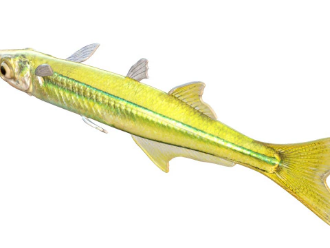 Golden Silverside fish 3D Model