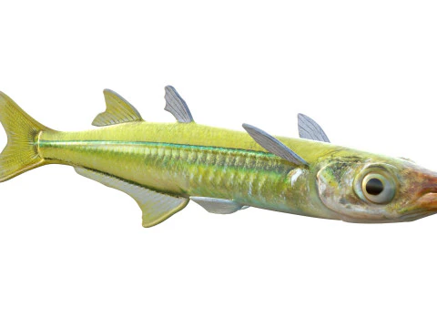 Golden Silverside fish 3D Model