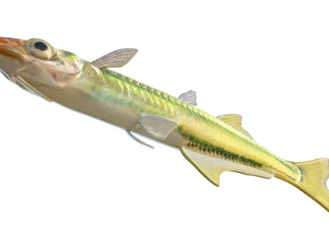 Golden Silverside fish 3D Model