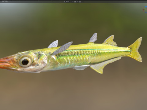Pesce Silverside dorato Modello 3D