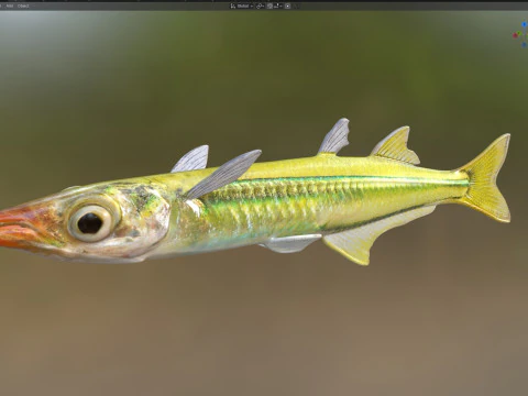 Golden Silverside fish 3D Model