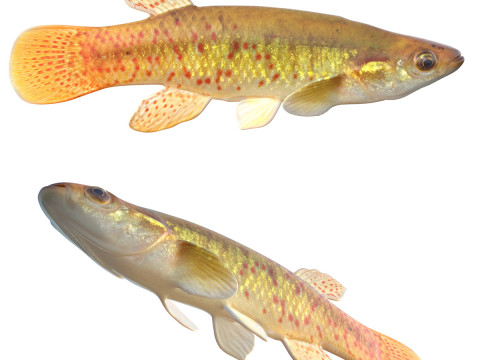 Ikan Topminnow Emas Model 3D